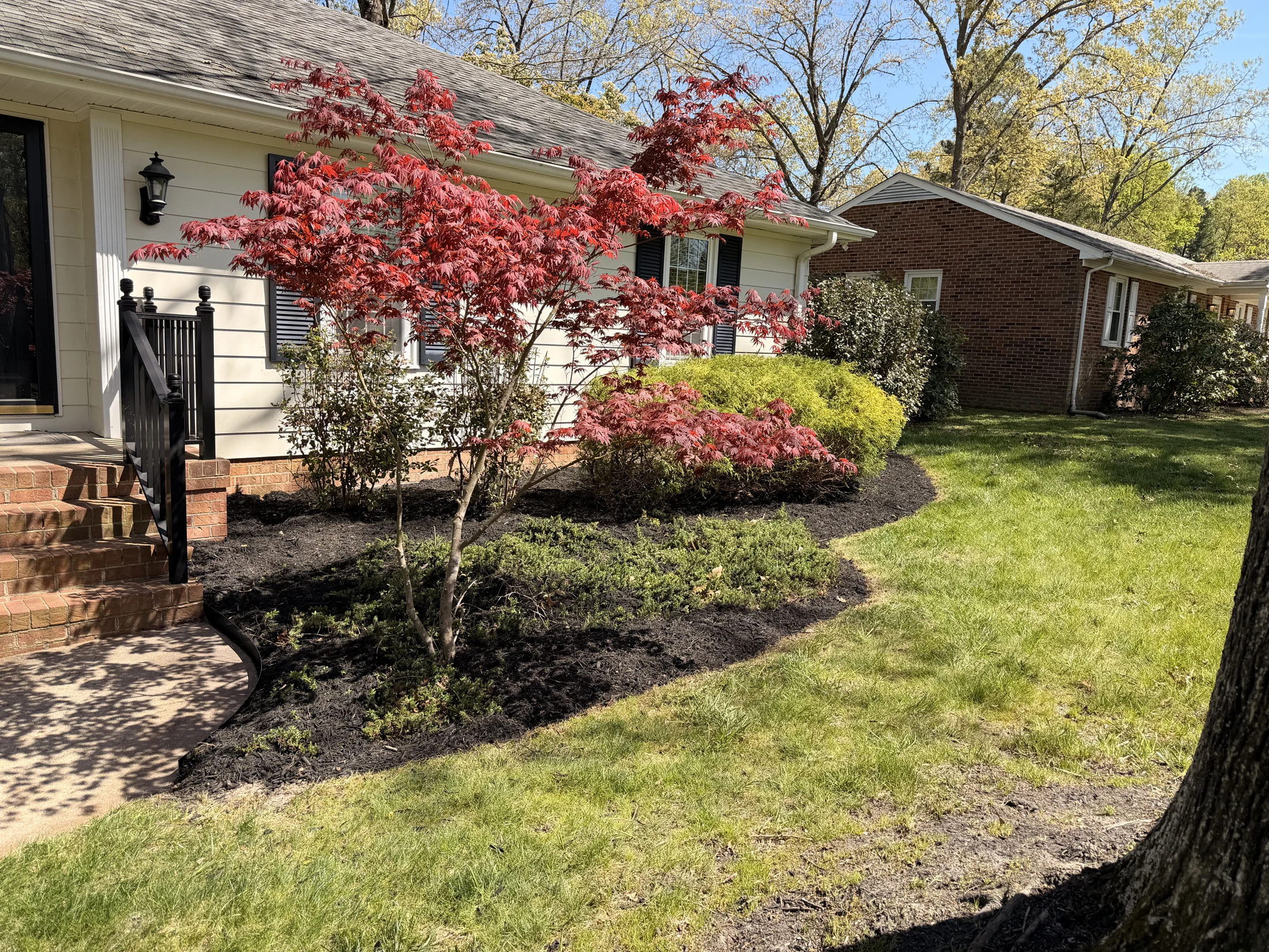Red Japanese maple and fresh planting beds