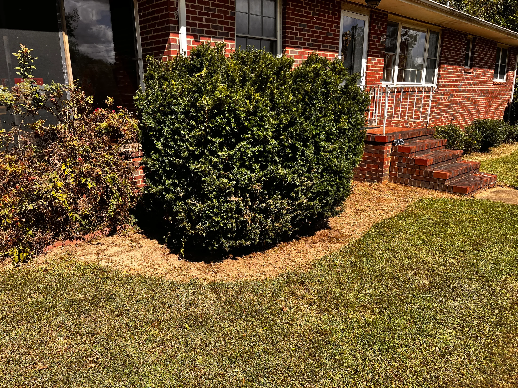 Dense foundation shrubs and tangled growth along the front of a brick home