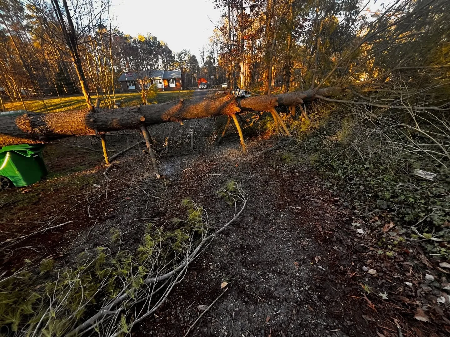 Large fallen tree trunk and cut branches across a wooded yard