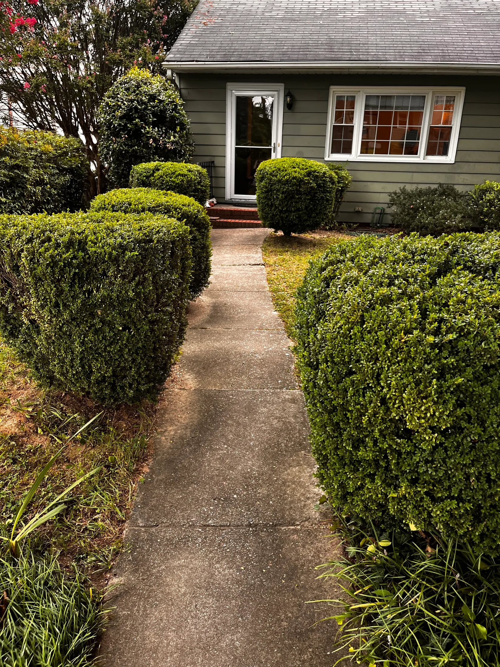Concrete front walkway bordered by shaped shrubs
