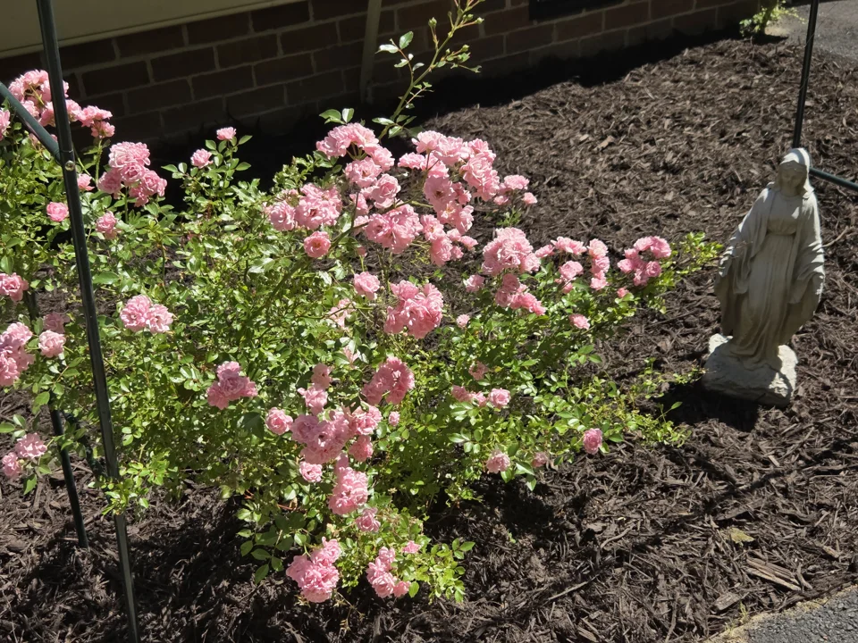 Pink flowering roses in a dark mulched garden bed