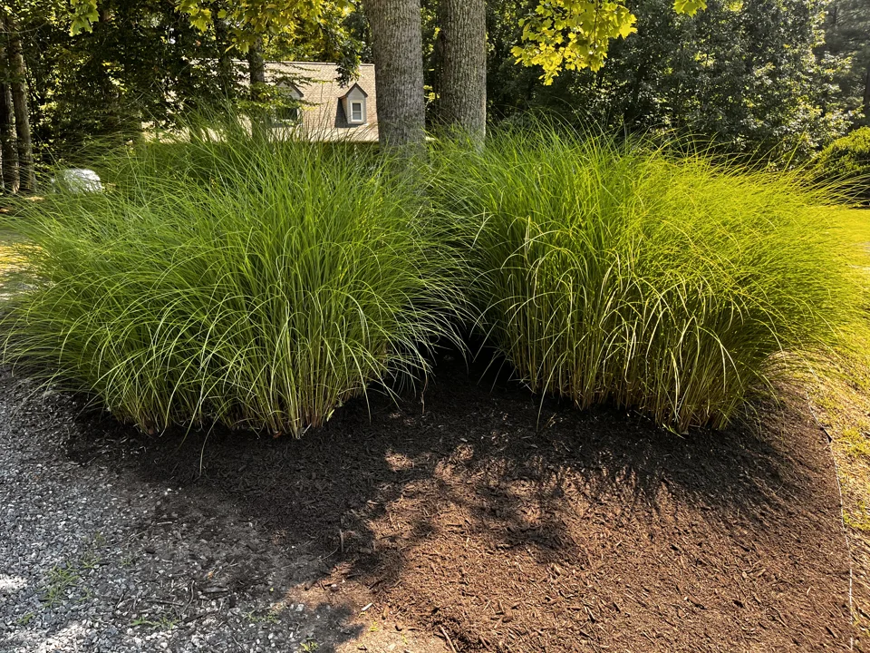 Clumps of ornamental grass growing in a mulched bed