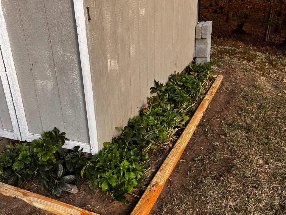 Small shrubs in a timber-edged mulched bed along a shed wall
