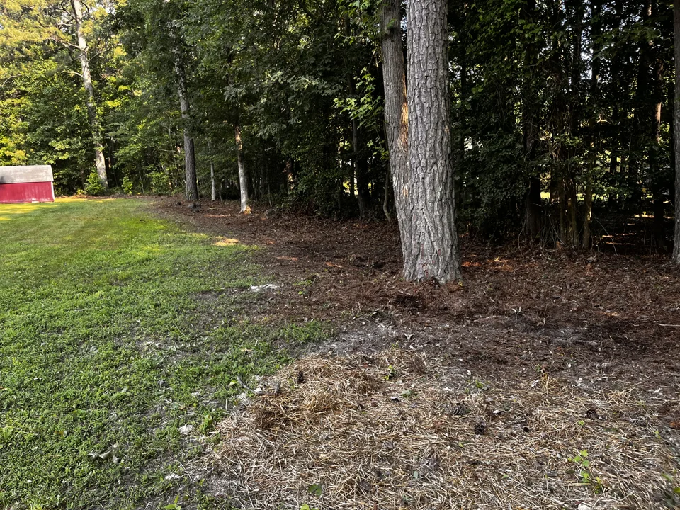 Cleared ground beneath tall pine trees alongside a lawn